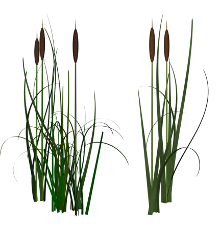 Камыш на белом фоне