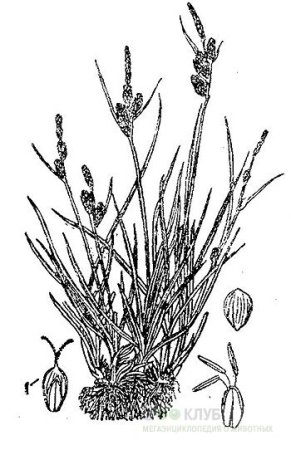Осока рисунок