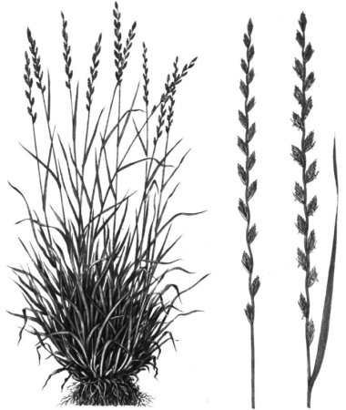 Райграс пастбищный