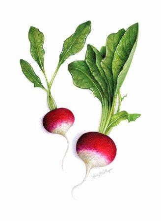 Редис для детей