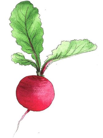 Свекла редька редиска
