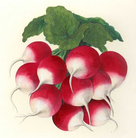 Редис картина для детей