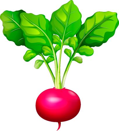 Свекла редька редиска