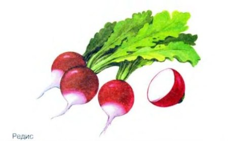 Редиска для детского сада