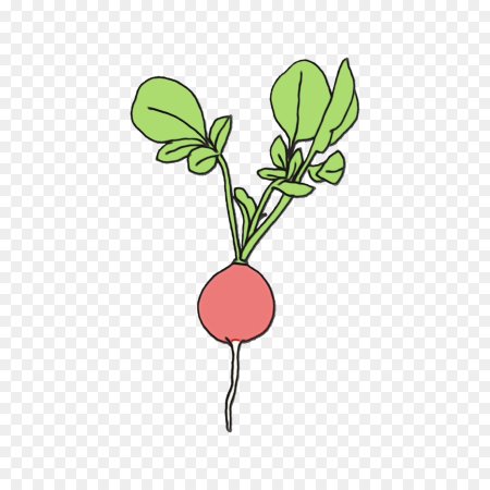 Редиска иллюстрация