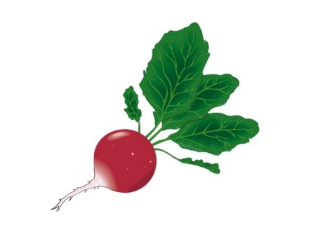 Редиска рисунок