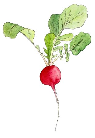 Редис вершки