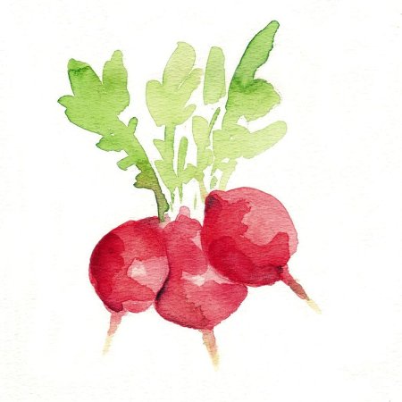 Редиска рисунок