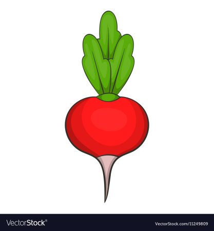 Редиска иллюстрация