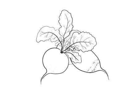 Редиска трафарет