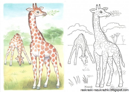 Жираф. Раскраска