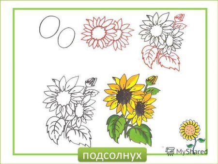 Рисунок подсолнуха карандашом для начинающих