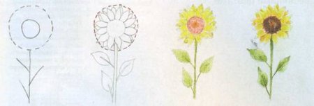 Поэтапное рисование подсолнуха