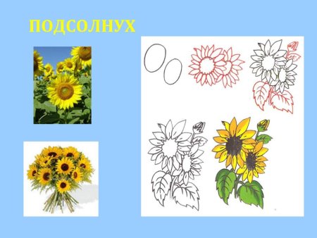 Рисунок подсолнуха для детей 1 класса