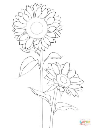 Изо подсолнух