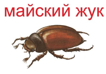 Жук хрущ для детей