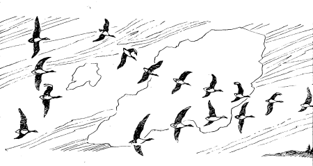 Стая птиц живопись