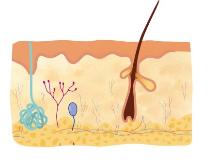 Кожа человека для детей
