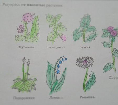 Рисование лекарственные и ядовитые растения