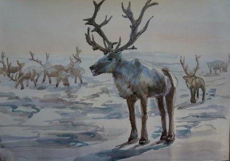 Северный олень гризайль
