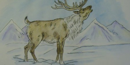 Тундра рисунок