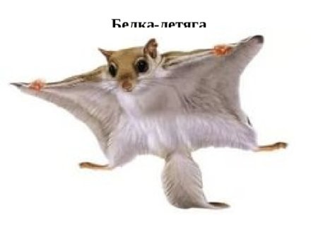 Белая белка летяга