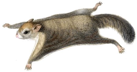 Обыкновенная летяга, или белка-летяга (Pteromys volans)
