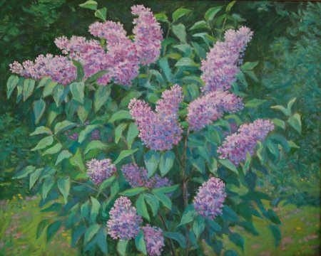 Кустарник сирень рисунок