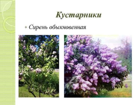Кустарники сирень для детей с названиями