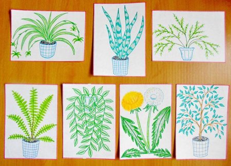 Рисование комнатные растения подготовительная группа
