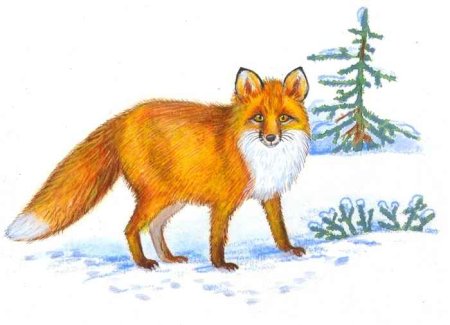 Рисуем лису гуашью