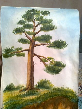 Сосна гуашью