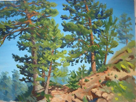 Сосна гуашью