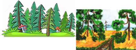 Сосна рисунок