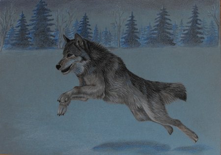 Волк рисунок