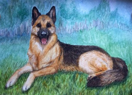 Овчарка рисунок