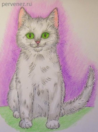 Котенок цветными карандашами