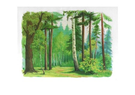 Лес и его обитатели рисунок