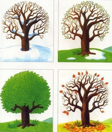 Деревья занятия для дошкольников