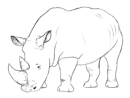 Как нарисовать носорога