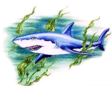 Акула гуашью