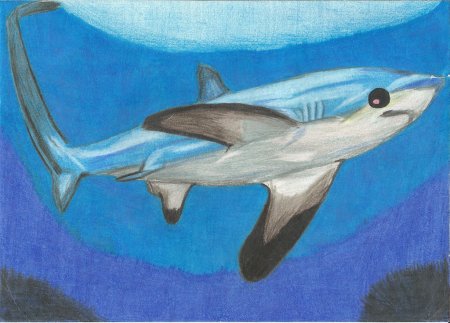 Акула гуашью