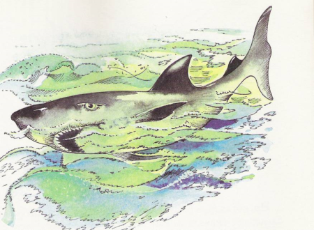 Л толстой акула