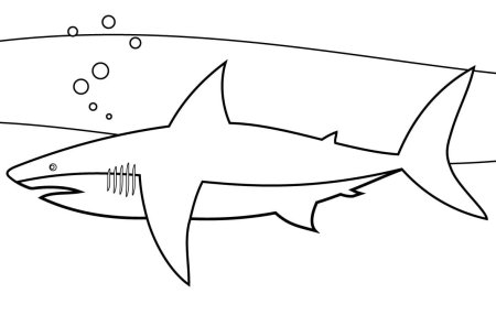 Раскраска для мальчиков акула