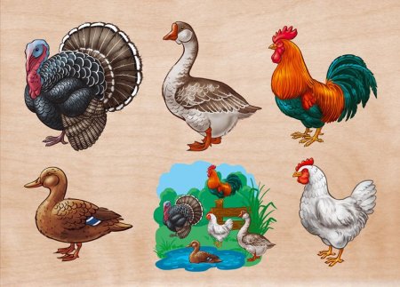 Петух курица Гусь индюк