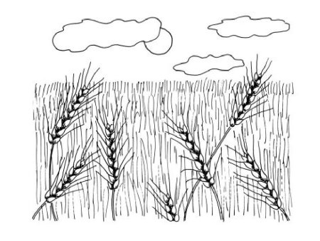 Дети в пшеничном поле