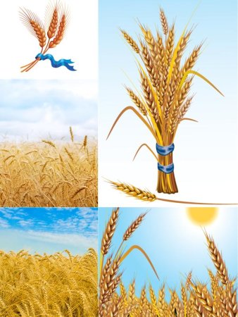 Пшеничное поле мультяшное