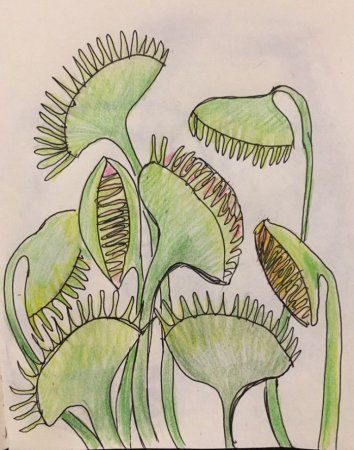 Венерина мухоловка для срисовки