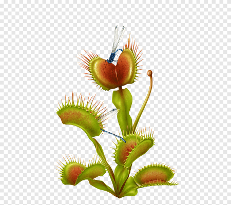 Росянка и Венерина мухоловка