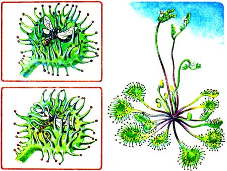 Росянка Комариная смерть
